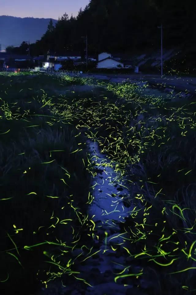 视频直播查看方式在这里!2024“一带一路·东盟大湾区杯”国际青少年足球赛事